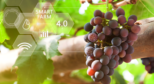 🌱 6-BA (6-Benzyl Adenine): बेहतर ग्रोथ और क्वालिटी के लिए एक भरोसेमंद PGR