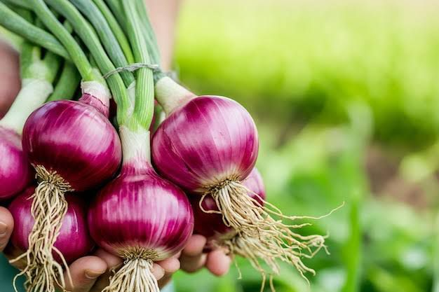 कांदा पीक व्यवस्थापन