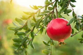 🍎 डाळिंब (अनार) पिक व्यवस्थापन: जास्त उत्पादन आणि उत्तम दर्जासाठी संपूर्ण मार्गदर्शन